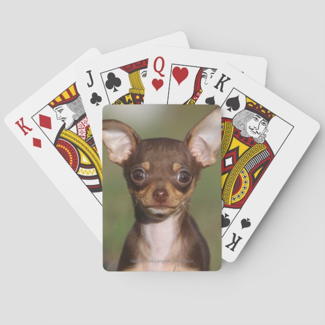 Chihuahua Puppy Looking at Camera Playing Cards (Back)