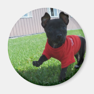 Chihuahua Puppy Magnet