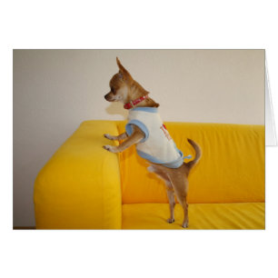 Chihuahua Puppy On Yellow Sofa