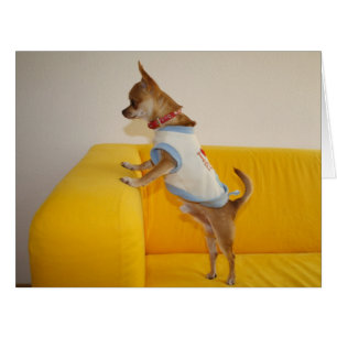 Chihuahua Puppy On Yellow Sofa