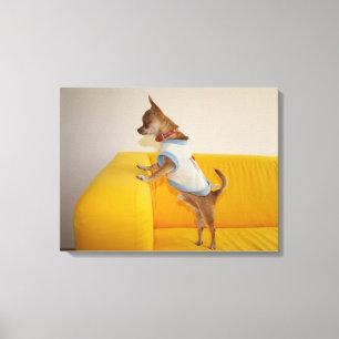 Chihuahua Puppy On Yellow Sofa Canvas Print