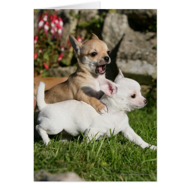 Chihuahua Puppy Playing (Front)