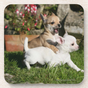 Chihuahua Puppy Playing Coaster