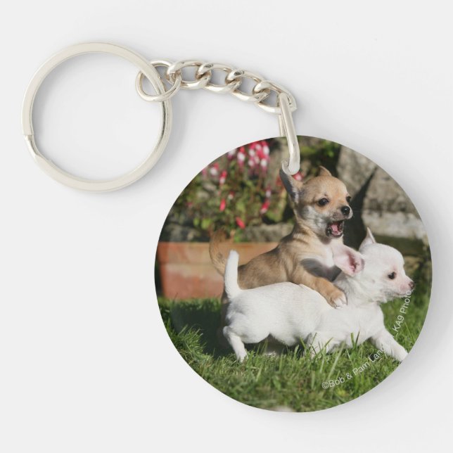 Chihuahua Puppy Playing Key Ring (Front)