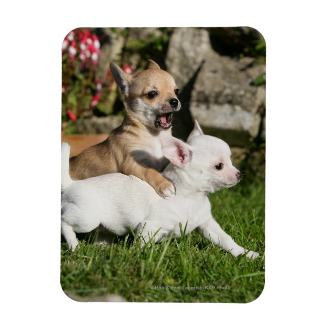 Chihuahua Puppy Playing Magnet (Vertical)