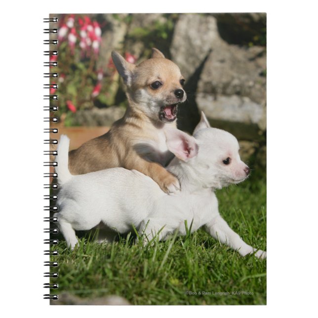 Chihuahua Puppy Playing Notebook (Front)