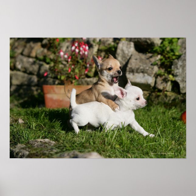 Chihuahua Puppy Playing Poster (Front)