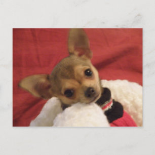 Chihuahua puppy post card