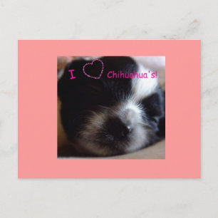 Chihuahua Puppy  Postcard