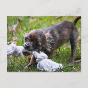 Chihuahua puppy postcard