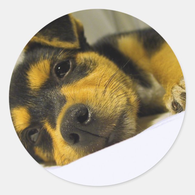 Chihuahua Puppy Stickers (Front)