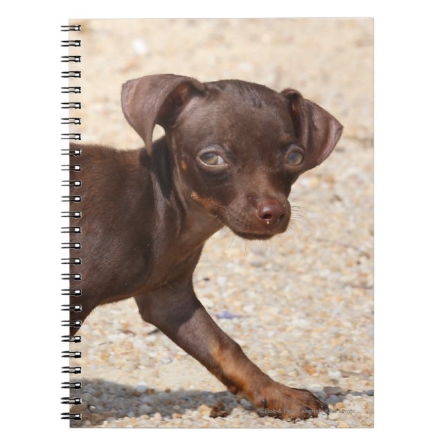 Chihuahua Puppy Walking Notebook (Front)