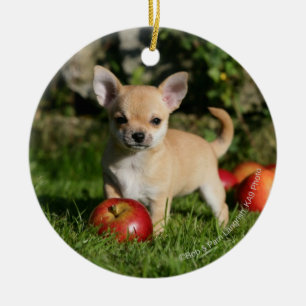 Chihuahua Puppy with Apples Ceramic Tree Decoration