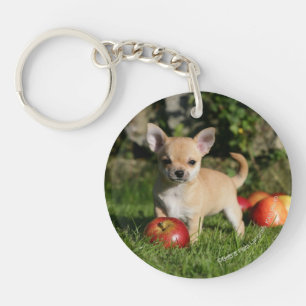 Chihuahua Puppy with Apples Key Ring