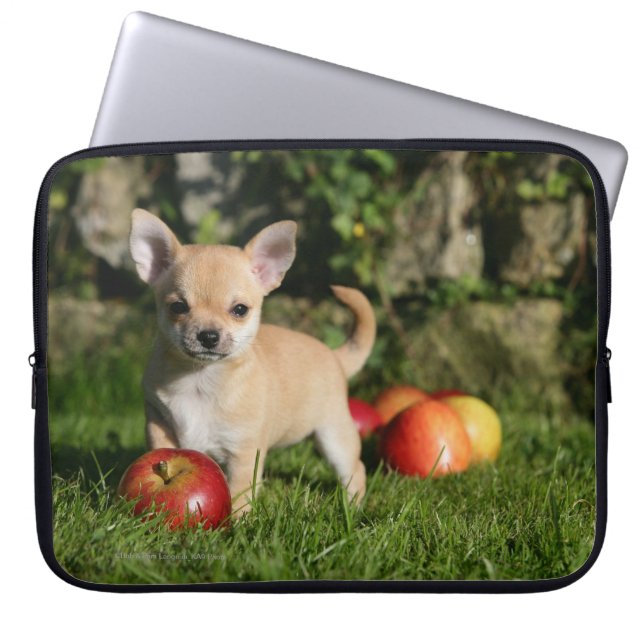 Chihuahua Puppy with Apples Laptop Sleeve (Front)