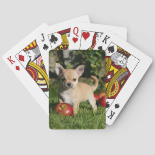Chihuahua Puppy with Apples Playing Cards