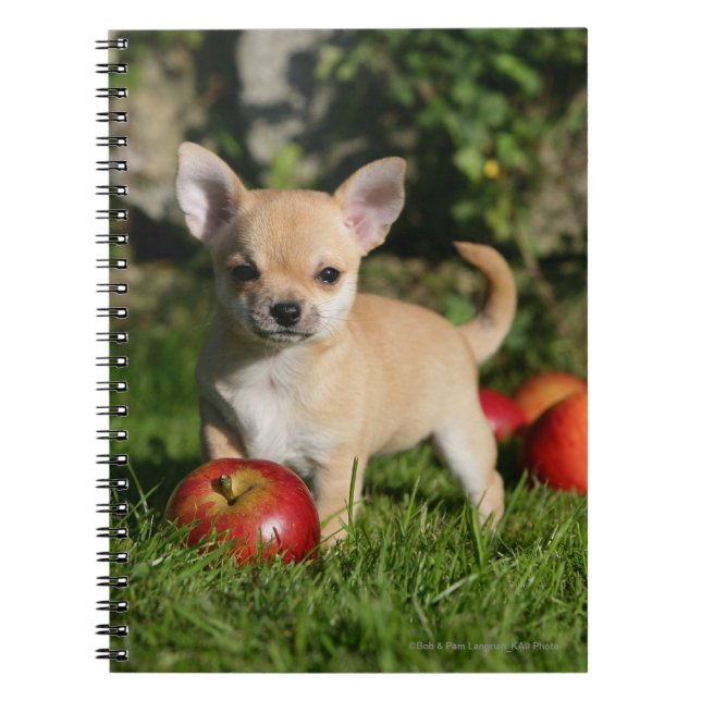 Chihuahua Puppy with Apples Spiral Notebook (Front)
