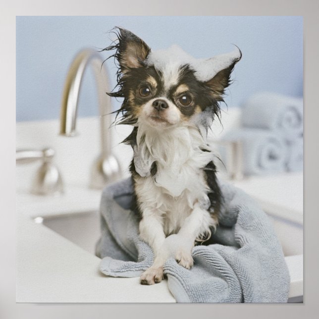 Chihuahua Puppy Wrapped In A Towel Poster (Front)
