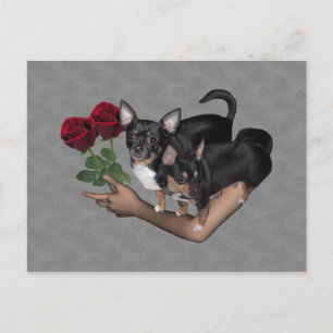 Chihuahua Roses Postcard