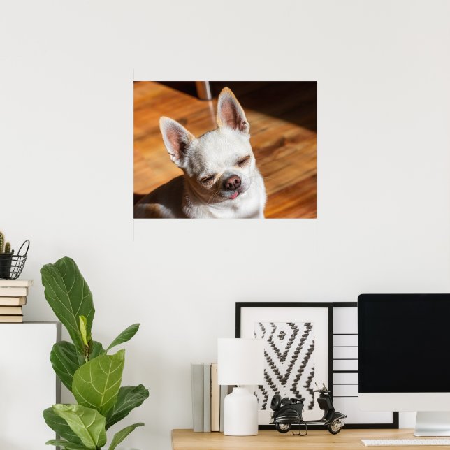 Chihuahua sleepy squint relaxed tongue out Photo Poster (Home Office)