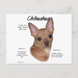 Chihuahua (smooth) History Design Postcard