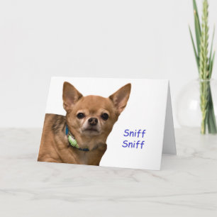 Chihuahua Sniff Birthday Card