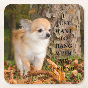 Chihuahua    square paper coaster