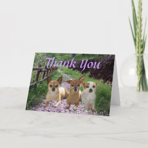 Chihuahua Thank You Card