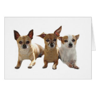 Chihuahua Trio Card