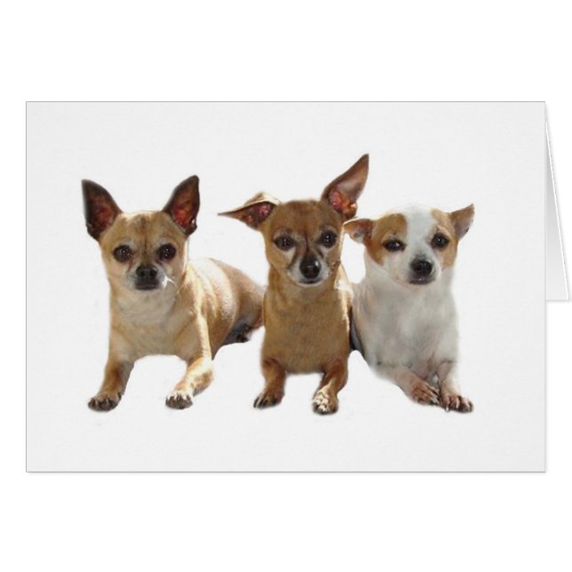 Chihuahua Trio Card (Front Horizontal)