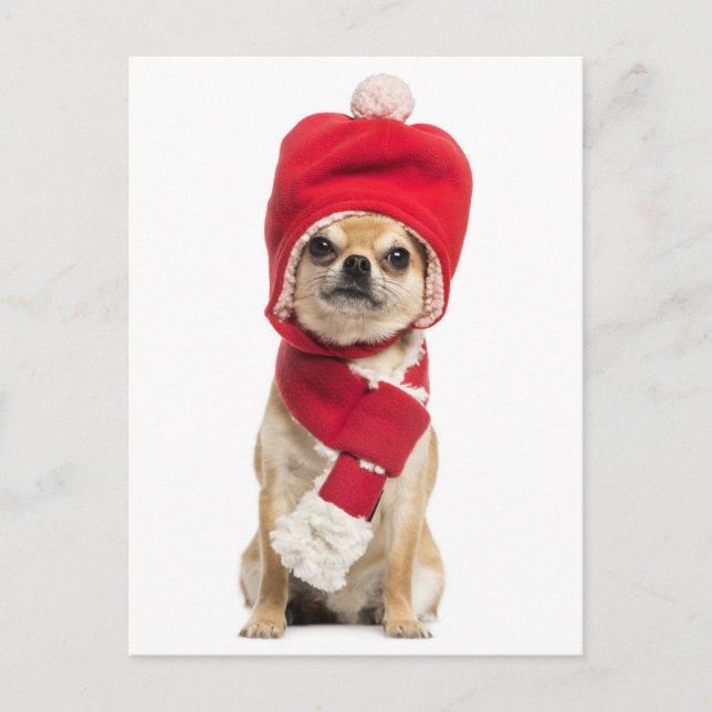 Chihuahua Wearing Christmas Hat And Scarf Holiday Postcard (Front)