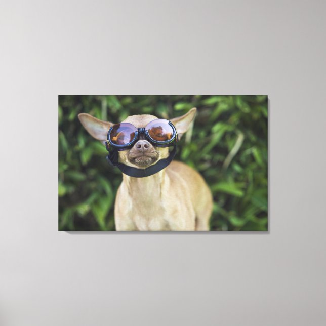 Chihuahua wearing goggles canvas print (Front)