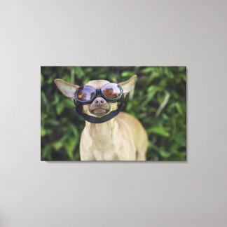 Chihuahua wearing goggles canvas print