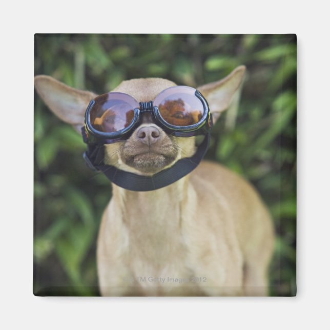 Chihuahua wearing goggles magnet (Front)