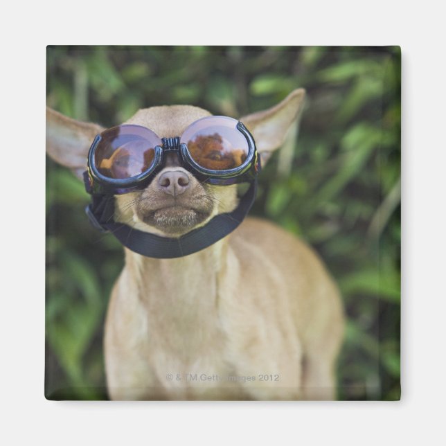 Chihuahua wearing goggles magnet (Front)