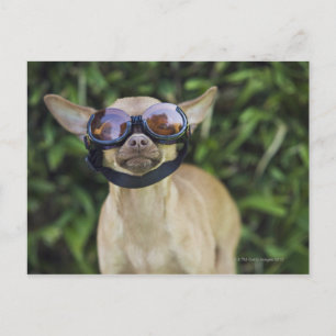 Chihuahua wearing goggles postcard