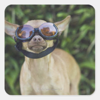 Chihuahua wearing goggles