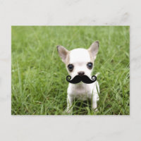 Chihuahua with Funny Moustache in Garden