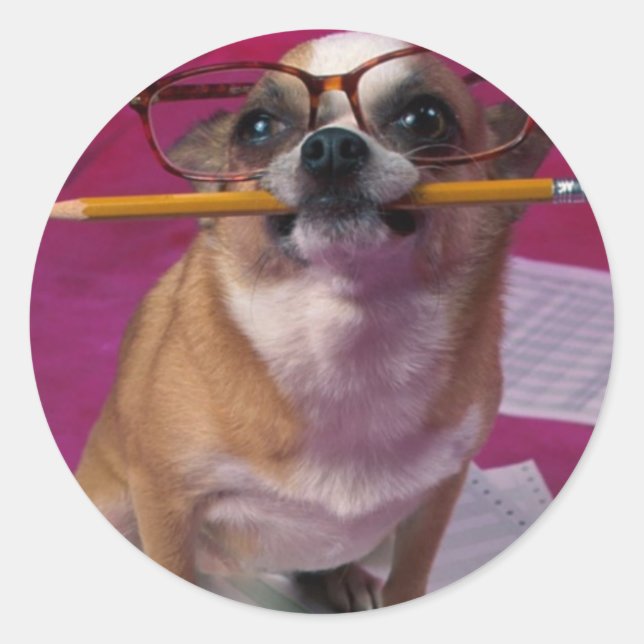 Chihuahua With Pencil Classic Round Sticker (Front)