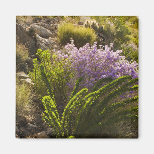 Chihuahuan desert plants in bloom magnet