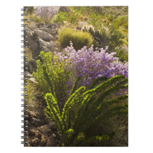 Chihuahuan desert plants in bloom notebook