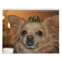 Chihuahua's