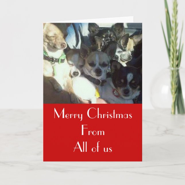 Chihuahuas Christmas Card (Front)