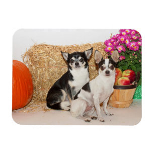 Chihuahua's in the fall magnet
