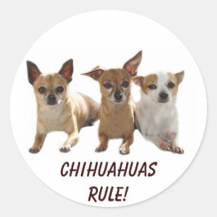 Chihuahuas Rule Sticker
