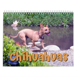 Chihuahuas Wall Calendar