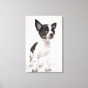 Chihuhua puppy standing on white fabric canvas print
