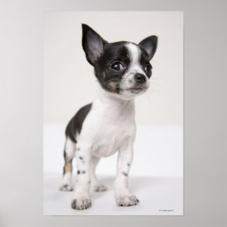 Chihuhua puppy standing on white fabric poster