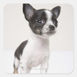 Chihuhua puppy standing on white fabric square sticker