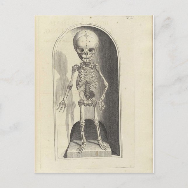 Child Skeleton Postcard (Front)
